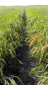 Bibit Padi Unggul Trisultan Kemasan 5kg Promo