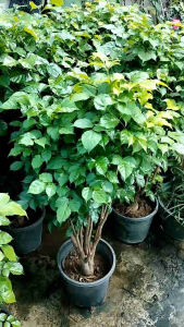 🌳🌳ต้นแฮปปี้ทรี🌳🌳 เป็นต้นไม้นำเข้ามาจากจีน แต่ฮิตสุดในเกาหลีเลี้ยงง่าย ลักษณะใบจะมันเขียวธรรมชาติ ใส่กระถางประดับไว้ในบ้าน ไม่มีแดดสามารถอยู่ได้ มองเพลินๆมีความสุขมากมาย 😄หรือต้องการทรงสูงใหญ่สามารถนำลงดินน้องจะต้นใหญ่ ใบเยอะและที่สำคัญโตไวมาก สามารถร