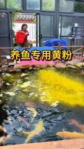 JAPAN TAIYO UENO JAPANESE YELLOW (1 PACK/5GM) POWDER AQUARIUM FISH MEDICAL POWDER