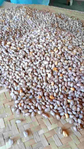 ถั่วเสือซ่อนลาย (ถั่วลายเสือ) หอม กรอบ อร่อย สด ใหม่ทุกวัน ถั่วเพื่อสุขภาพ