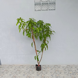 มะม่วงน้ำดอกไม้สีทองถุง6×12ลำต้นสูง110-130ซ.ม