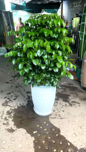 Cây hạnh phúc