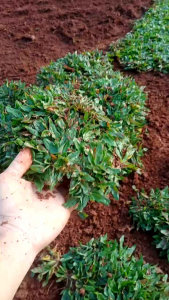 jual rumput gajah mini ukuran 1 meter x 1 meter