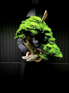 BONSAI AQUASCAPE BIG Untuk aquarium ukuran 1meter - 2 meter bonus moss