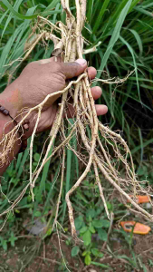 Akar Pepaya Segar Bugar 250 Gram Siap kemas dan kirim langsung