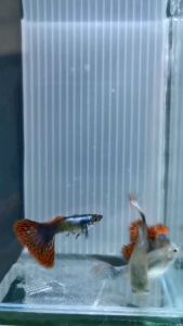 2 pairs Gred A Guppy BE Mosaic/Black Metal/Bluegrass/Koi RESTOCK EVERY FRIDAY