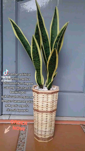Tanaman Hias Daun Lidah Mertua & Pot Anyam Dekorasi Rumah