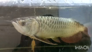 MGBB Crossback Arowana 10-11inci live fish
