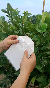 ถุงห่อฝรั่งแบบสำเร็จรูป กระดาษปรู๊ฟ 100 ใบ ถุงด้านในเจาะรูเเล้ว ใช้ได้ 2 เเบบ มือมัดเเละเเม็คเย็บ สะดวก กันฝน กันเเดด ได้ดีมาก ขนาด 6x12