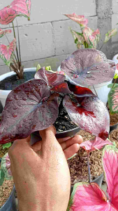 Keladi Thailand Black Secorfio: Produk Kulit Berkualitas untuk Pria