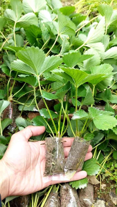 Bibit Strawberry Unggul Mudah Tumbuh Isi 20 Pohon