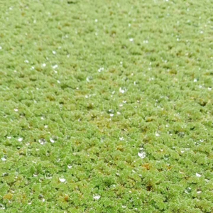 Bibit Azolla Pinata Benih Azola Microphylla Pakan Ikan 1 Kg
