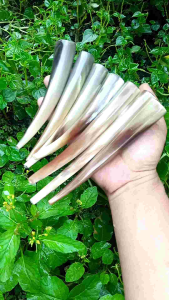 Pipa Once Tanduk Kerbau Super Full Bule 15cm