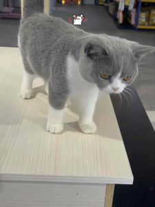 【80 Sheets】Pet Wipes for Cats & Dogs | Alcohol-Free | Gentle Cleaning | Anti-Bacterial Wet Tissue DD CAT AND PET