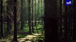 Tempo Tuala kertas epal /apple Facie Tissues 4ply 90s 4p 得宝青果香抽纸