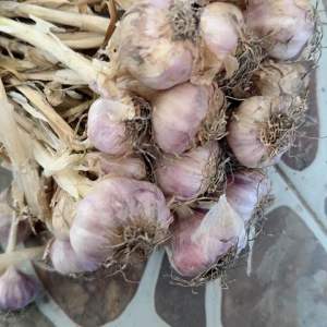 กระเทียมไทยตากแล้ว25แดดพร้อมทานชาวสวนขายเองแห้งใหม่พร้อมทาน