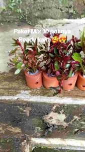 tanaman pot  mix 10 pot hiasan aquarium  low co2