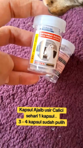 KAPSUL AJAIB -OBAT ANTIVIRUS PANELUCALICIDISTEMPERFIP OBAT VIRUS KUCING CALICI