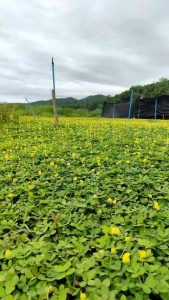 100 เมล็ดพันธ์ถั่วบราซิล พืชคลุมดิน สนามหญ้า ตกแต่งสวน ริมระเบียง ปลูกใส่กระถาง