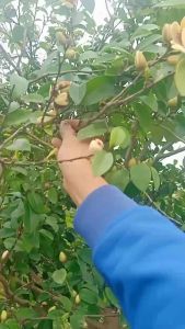 Cây Lan Tiêu - Hoa Hàm Tiếu