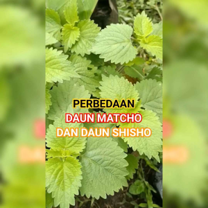 30 BIJI BENIH TANAMAN MATCHO/TANAMAN HIAS MACAU