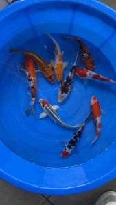 JAPAN KOI LOCAL BREED 6/7” HIGH GRADE 9pcs GOOD LUCK COMBO OFFER at 1288 + shipping 50 + FREE GIFTS ( showa kohaku tancho kujaku hariwake sanke matsuba ogon )