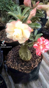 Adenium Bunga Tumpuk: Mawar Gurun Kamboja & Adenium Grafting Harga Ekonomis