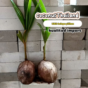 Bibit kelapa pandan wangi