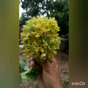 ต้นขจร ดอกสลิด​  (1ชุด​ 2​ ต้น)​ ต้นชำมีรากแล้วพร้อมปลูก​ หรือ แบบตัดกิ่งสดทาน้ำยาเร่งรากให้ แล้วนำไปปักชำเอง 1ชุด 20 กิ่ง