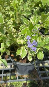 #เทียนหยดใบด่าง #เป็นไม้พุ่ม (Duranta) นิยมปลูกเป็นไม้ประดับตามทางเดิน ริมถนน หรือเป็นแนวรั้ว เนื่องจากมีทรงพุ่มสวยงาม ดอกมีสีสันและส่งกลิ่นหอมอ่อนๆ ตลอดทั้งวัน #ต้นเทียนหยดด่าง #ไม้มงคลที่ช่วยทำให้เส้นทางชีวิตสว่างไสว ชำรากแข็งแรง ส่งทั้งต้นพร้อมกระถาง