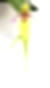 Bulbophyllum Fascinator Semi Alba/白花红心壁虎豆蘭