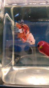 (Same as photo) CT Multi Size M Betta Fish Ikan Laga Show Gred