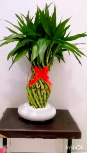 PAJANGAN /HIASAN/DEKORASI RUMAH/ KANTOR TANAMAN HIAS INDOOR BAMBU REJEKI/ BAMBU HOKI NANAS - GUCI HIJAU