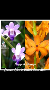 Anggrek Remaja Doritis Blue x Vanda Asco Mini