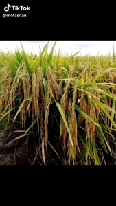 Benih bibit padi UNGGUL SEDAYU TERBARU 🌾 kemasan 5kg