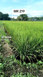Benih padi MR 219 TERBARU 🌾 kemasan 5kg