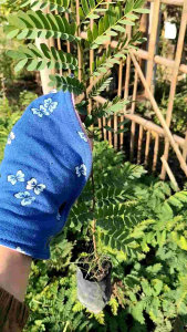 cây giống me thái ( me ngọt)  siêu trái trái to