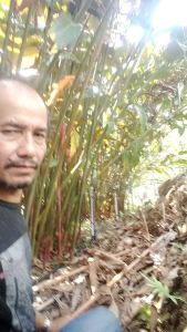 KECOMBRANG/KENTAN/CIRANG/KENCUNG