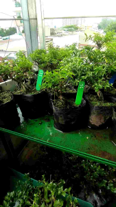 Mai chiếu thuỷ bonsai mini