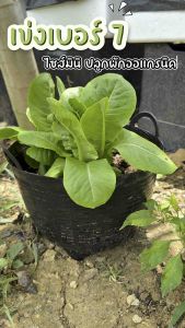 เข่งพลาสติก เบอร์ 7 (1-2 โหล)เข่งปลูกต้นไม้ เข่งจิ๋ว
