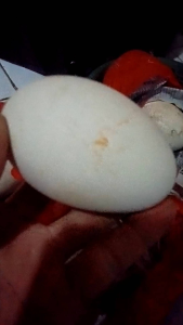*Telor angsa calang yang Ga bisa netes
