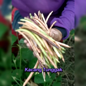 BENIH KACANG TUNGGAK IMPORT (KEMASAN ORIGINAL)