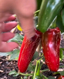 5 BUTIR BIJI | BENIH TANAMAN CABE JALAPENO EARLY