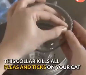 PET COLLAR ANTI FLEA CAT AND DOG Kolar anti kutu haiwan anjing dan kucing pelindung 8 bulan