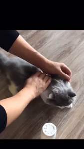 PET DRY CLEANING POWDER Serbuk cucian kering bulu haiwan syampu kering