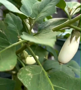 BIJI BENIH TANAMAN TERONG PUTIH PANJANG F1