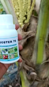 PUPUK BOOSTER 76 (100ML .250ML.) penyubur pelebat buah pembesar pelebat buah