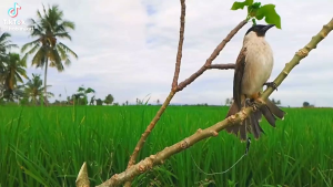 tali burung kutilang