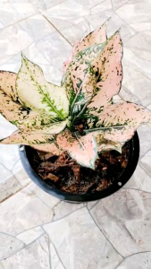 เศรษฐีตรีเพชร อโกลนีมา ไม้พุ่มเตี้ย ไม้ใบสวยงามชมพูหวาน ชื่อมงคลที่หลายคนตามหา ไม้ประดับ ไม้มงคล ไม้ฟอกอากาศ จัดส่งพร้อมกระถาง 8นิ้ว