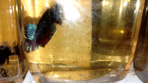 มาเลลูกร้อยvipหมักแล้ว